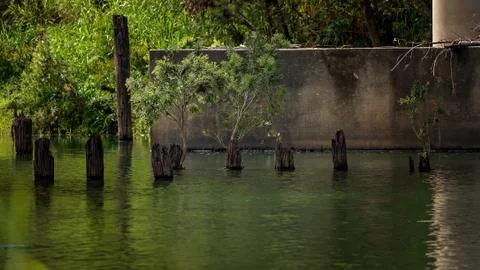 Rotten Timber Posts In A creek Stock Photos