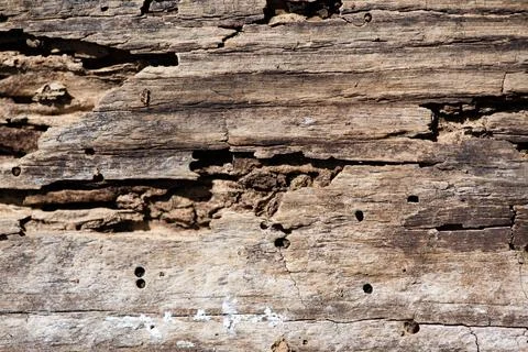 Rotten timber with termite damage. Termite control for damaged wood. Old wood Stock Photos