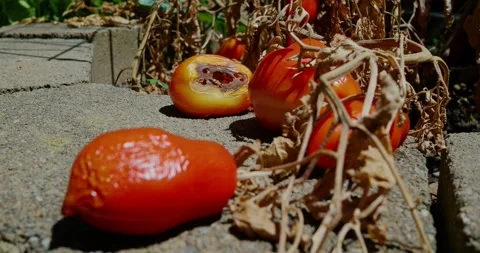Rotten tomatoes lying on concrete next to withered vine Stock Footage 341156695