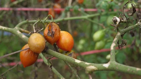 Rotten tomatoes on plants, Stock Footage 140751803