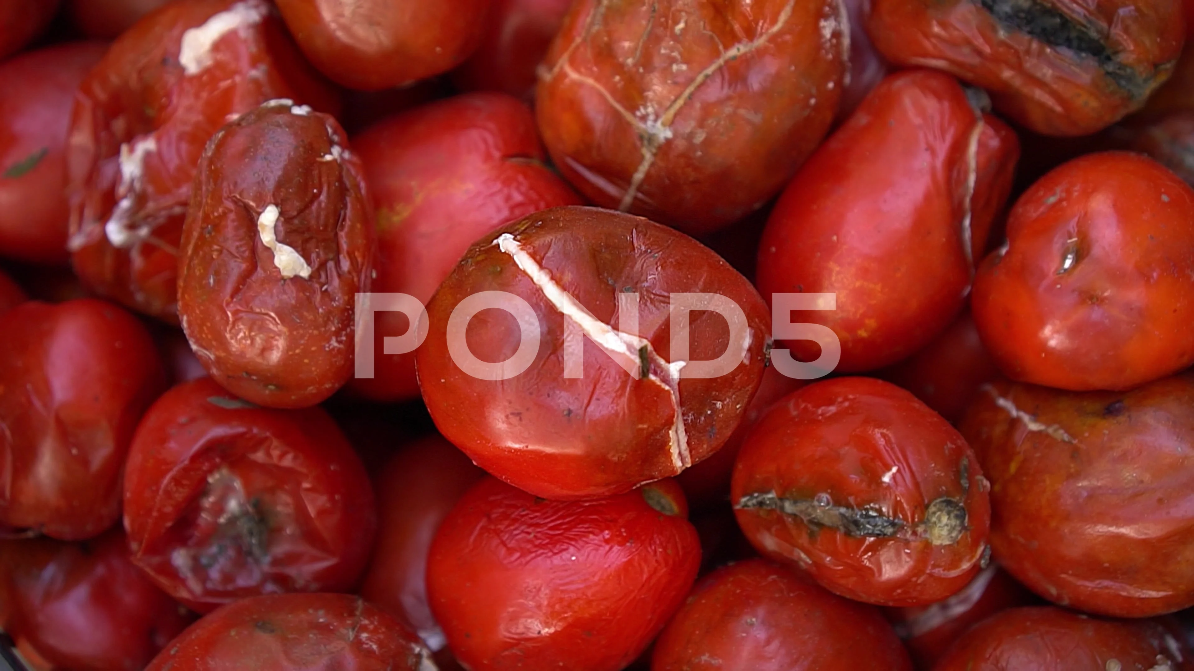 Rotten tomato. Mold on vegetables. Rotten product. Spoiled food