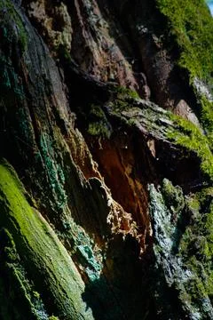 Rotten tree background in the park Stock Photos