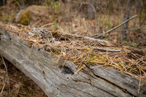 A rotten tree with destroyed bark is covered with pine needles close-up. Stock Photos