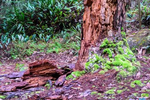 Rotten tree in forrest. Stock Photos