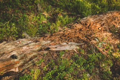 Rotten tree on the ground Stock Photos