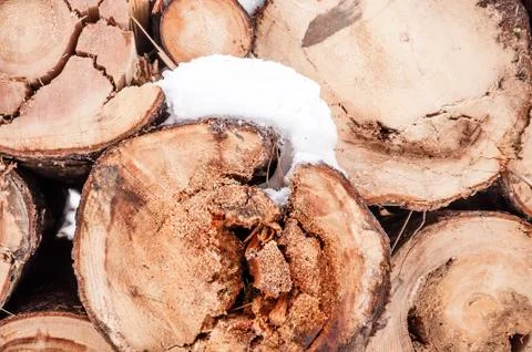 Rotten tree logs stacked under the snow Stock Photos