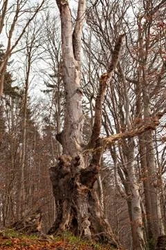 Rotten tree Фото