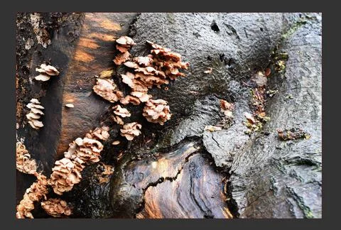 Rotten Tree Stock Photos