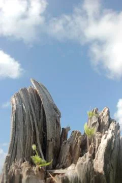 Rotten tree root and sky Stock Photos