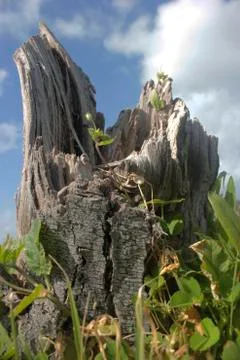 Rotten tree root closer view Stock Photos