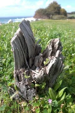 Rotten tree root on grass surface Stock Photos