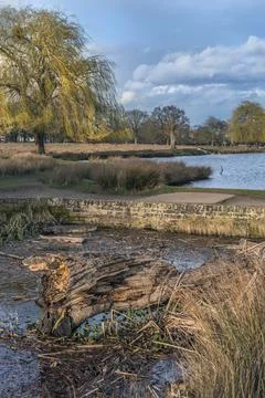 Rotten tree in stream Stock-Fotos