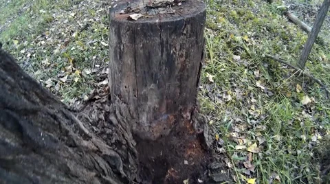 Rotten tree stump in the forest Stock Footage 68143035