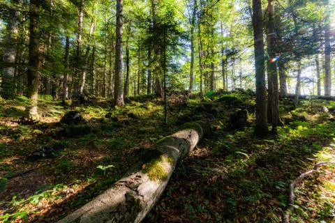 Rotten tree stump in the forest Stock-Fotos