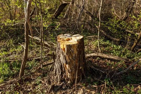 Rotten tree stump in the forest. Stock Photos