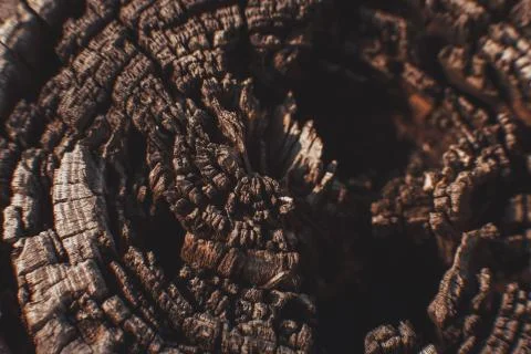 A rotten tree stump macro Stock Photos