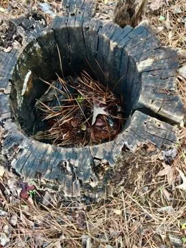 Rotten tree stump 스톡 사진