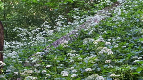Rotten tree stump surrounded by grass Vidéo 244515762