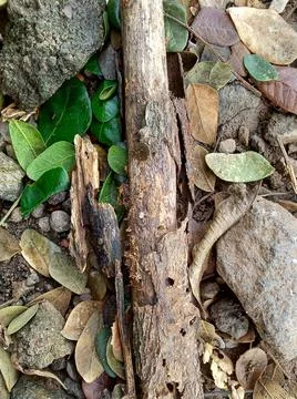 Rotten tree trunk between dry leaves Stock Photos