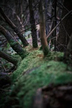 A rotten tree trunk with branches overgrown with green moss Stock Photos
