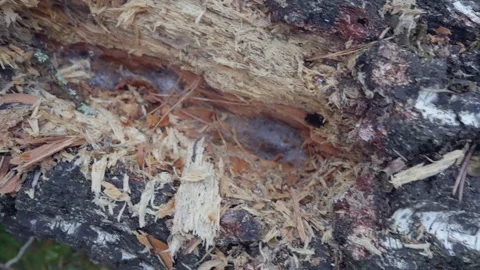 Rotten tree trunk close up Stock-Footage 231715848