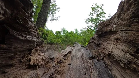 Rotten tree trunk - close up Stock Footage 237516646