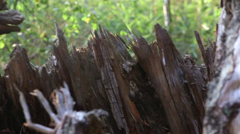 Rotten tree trunk Video stock 34306798