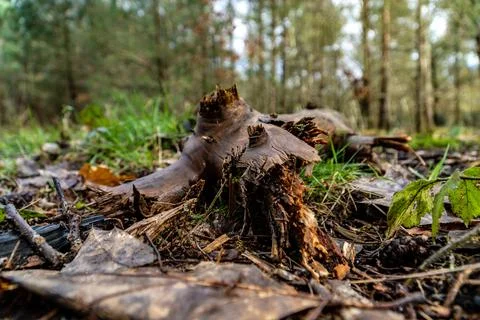 Rotten Tree Trunk On Forest Floor Stock Photos