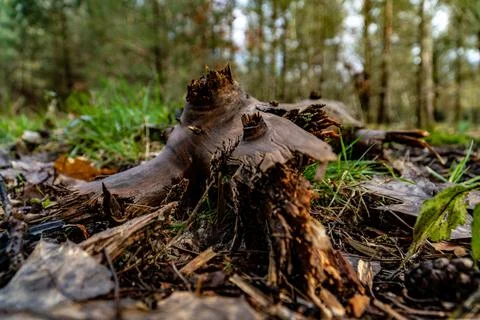 Rotten Tree Trunk On Forest Floor Stock Photos