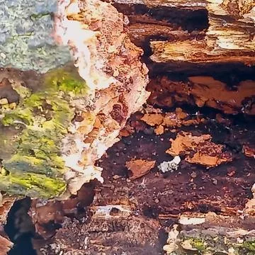 Rotten Tree Trunk Interior with Decaying Wood Texture Fotos de archivo