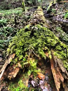 Rotten tree trunk with moss on forest floor Stock Photos