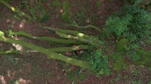 Rotten Trees Covered With Moss In The Wild Forest Stock Footage 311860404