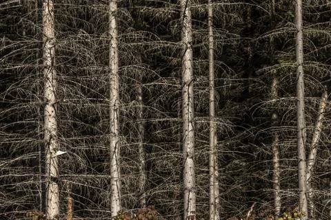 Rotten trees in the forest Stock Photos