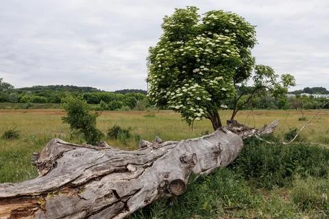 A rotten trunk of a dead tree in front of a flowering viburnum bush. A flow.. Stock Photos