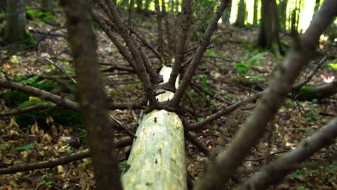 Rotten trunk of fallen old spruce in the forest. Ukraine, Carpathians 스톡 동영상 151846319