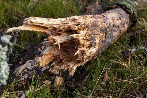 A rotten trunk of a fallen old tree. A log of wood in the forest. Stock Photos