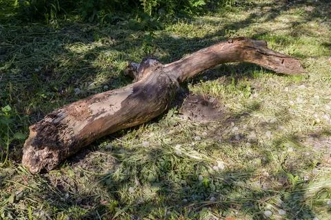 Rotten trunk of fallen old tree lying on the ground Stock Photos