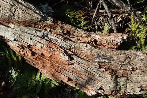 Rotten Trunk Stock Photos