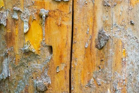 Rotten trunk of pine tree without bark close-up on the background of pine for Stock Photos