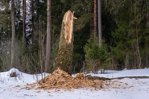 The rotten trunk of a thick tree on the edge of the forest on a winter day. Stock Photos
