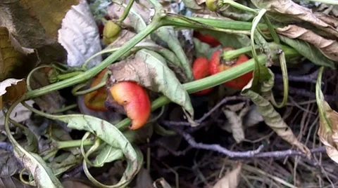 Rotten vegetables 1 Stock Footage 8662705