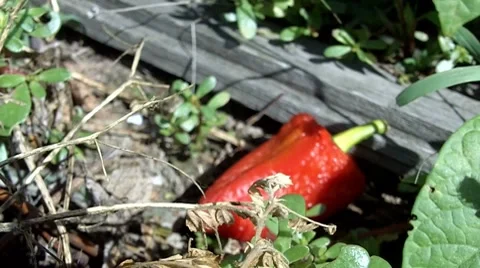 Rotten vegetables 2 Stock Footage 8662707