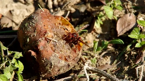 Rotten vegetables in the garden Stock Footage 56525046