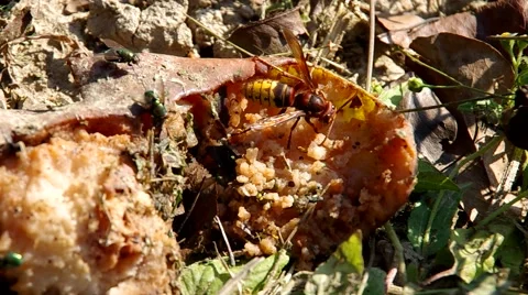 Rotten vegetables in the garden Stock Footage 56525216