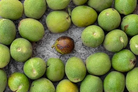Rotten walnut between ripe walnuts in fresh green shell. Stock Photos