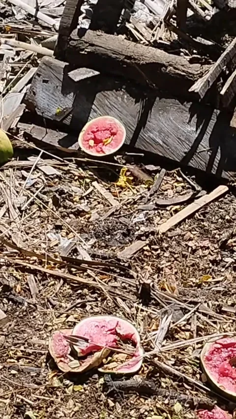 The rotten watermelon has been thrown away Stock Footage 229537270