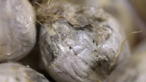 Rotten white onion covered with disgusting mold, multiplying fungus spores 스톡 동영상 303370609