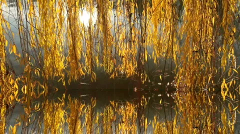 Rotten Willow Tree Motion Background Vídeo Stock 769253