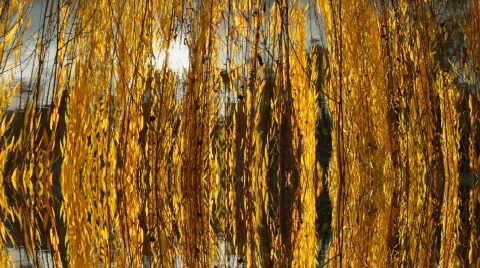 Rotten Willow Tree Motion Background Stock Footage 784195