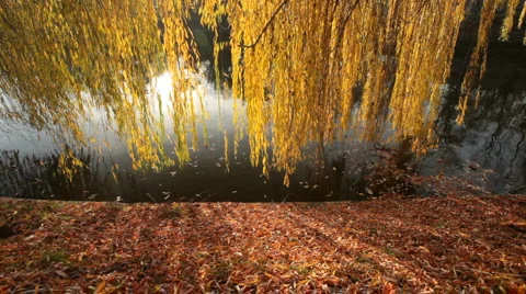 Rotten Willow Tree Motion Background Vídeo Stock 1008283